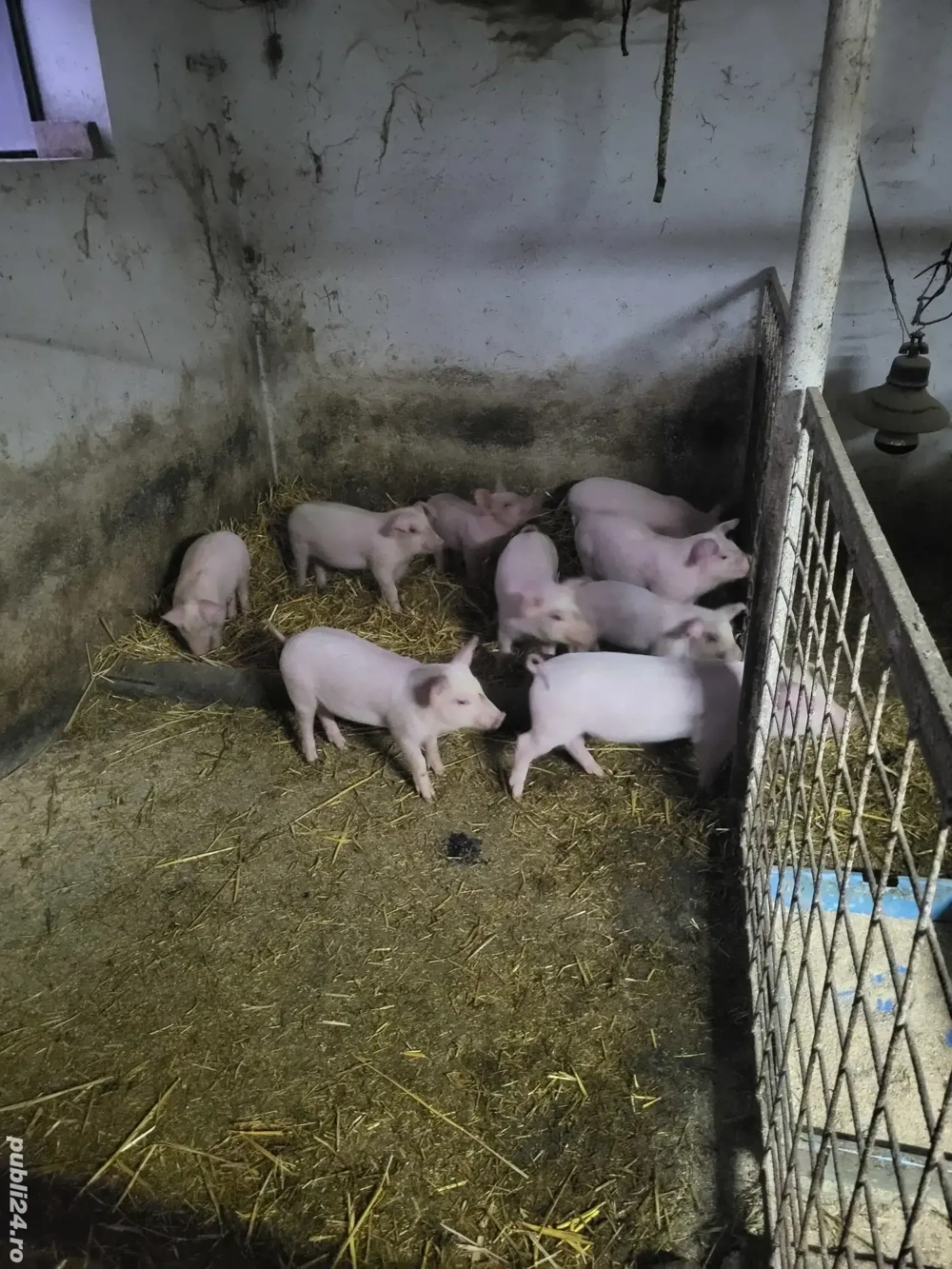 Vand purceii 9 săptămâni 