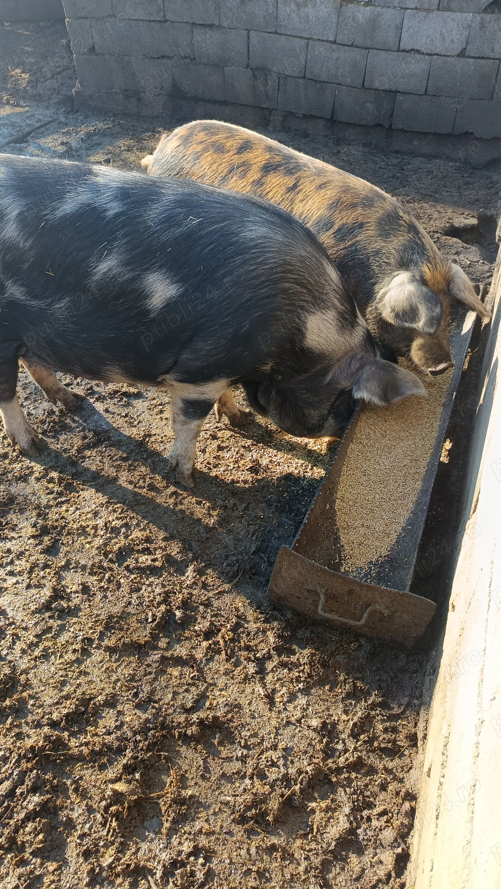  Doua Purcele  de vanzare