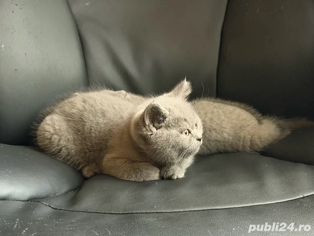 British Shorthair Blue