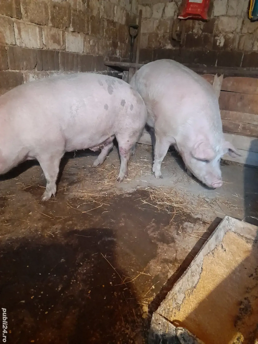 porci de țara 240kg 350kg 