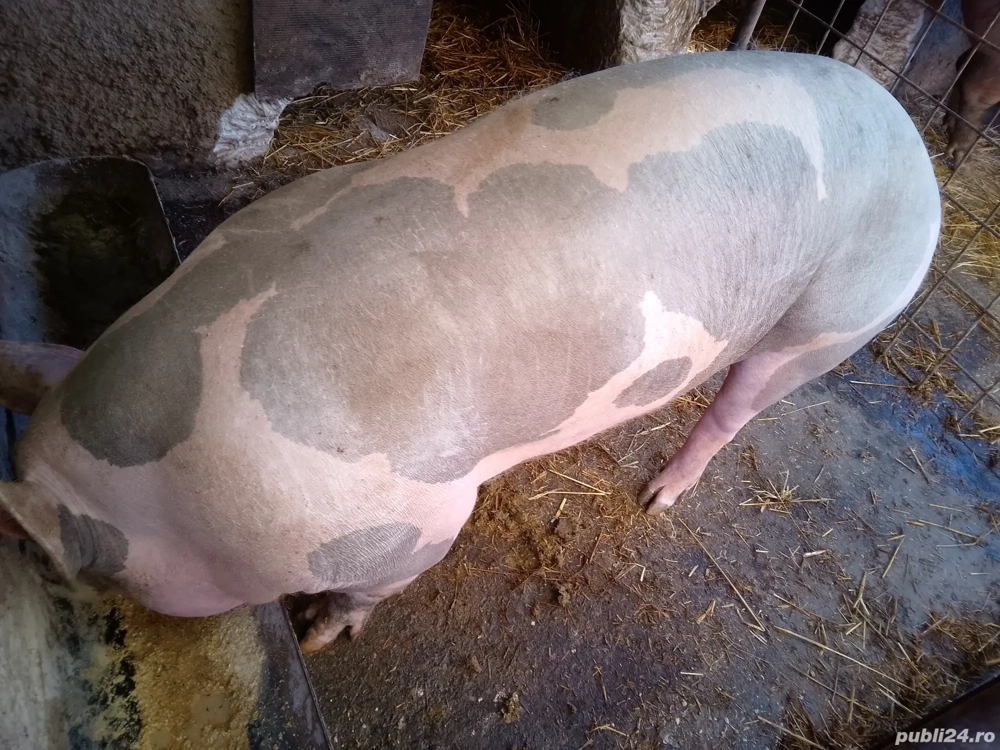 disponibili purcei pietran x duroc