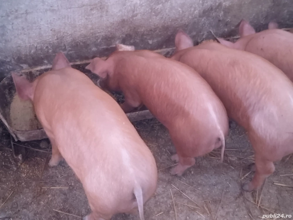 scrofite pietran x duroc 16.18 mameloane 