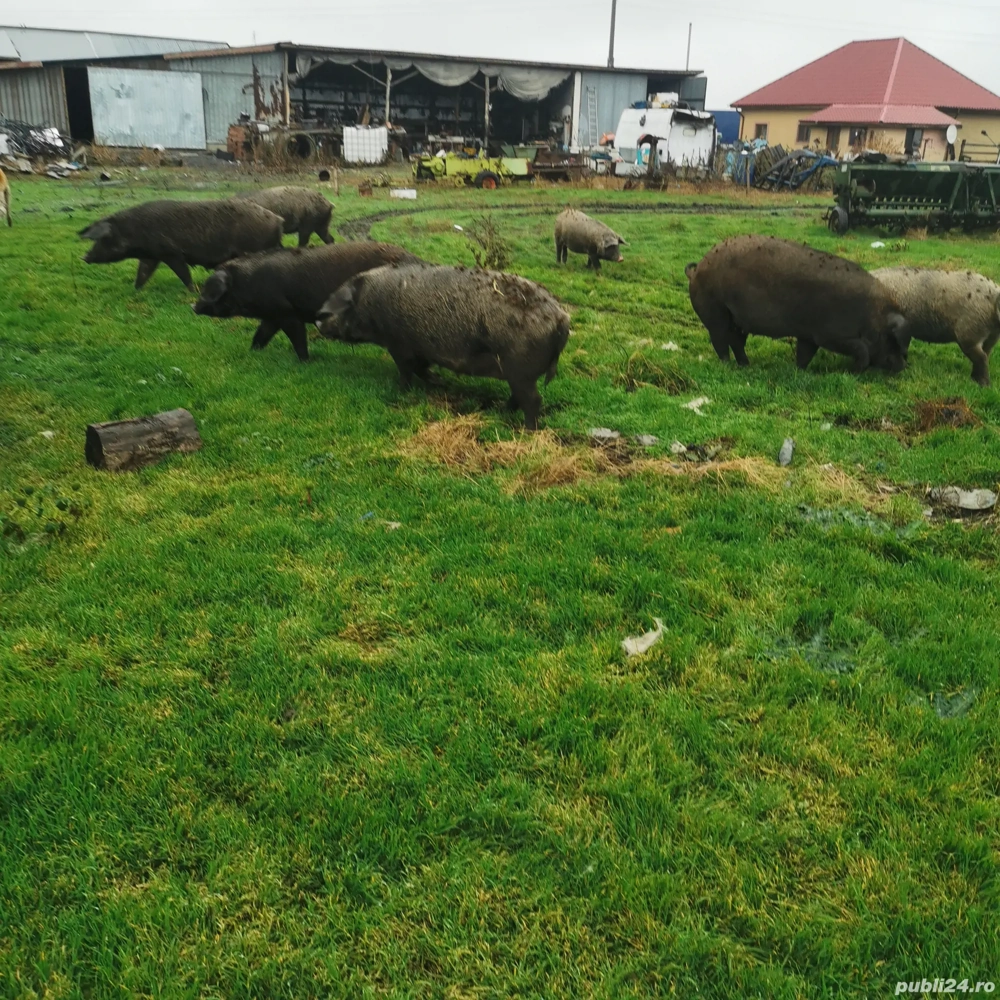 Porci metis de Mangalita 