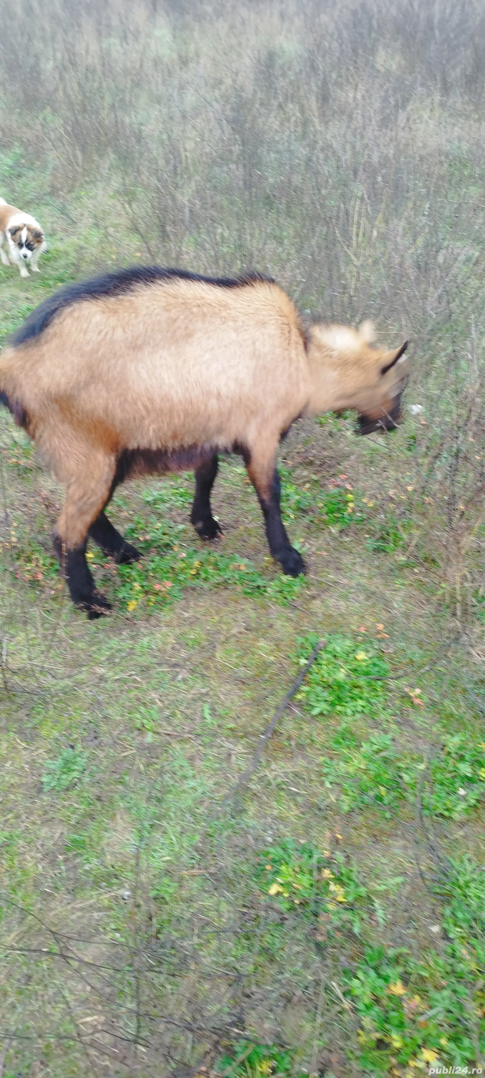 Vand țap alpin francez ciut