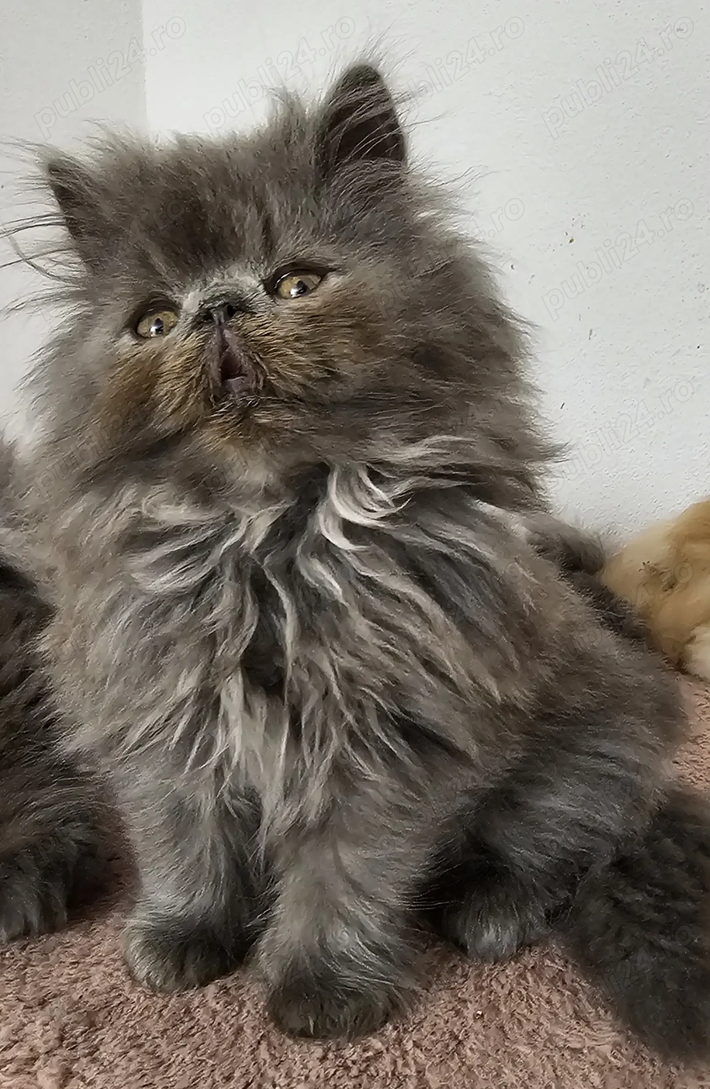 Motănel persan pufos