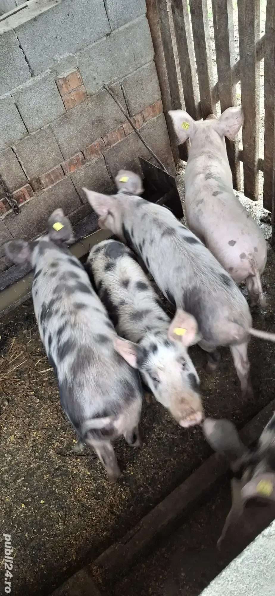 Șoldani de vânzare 