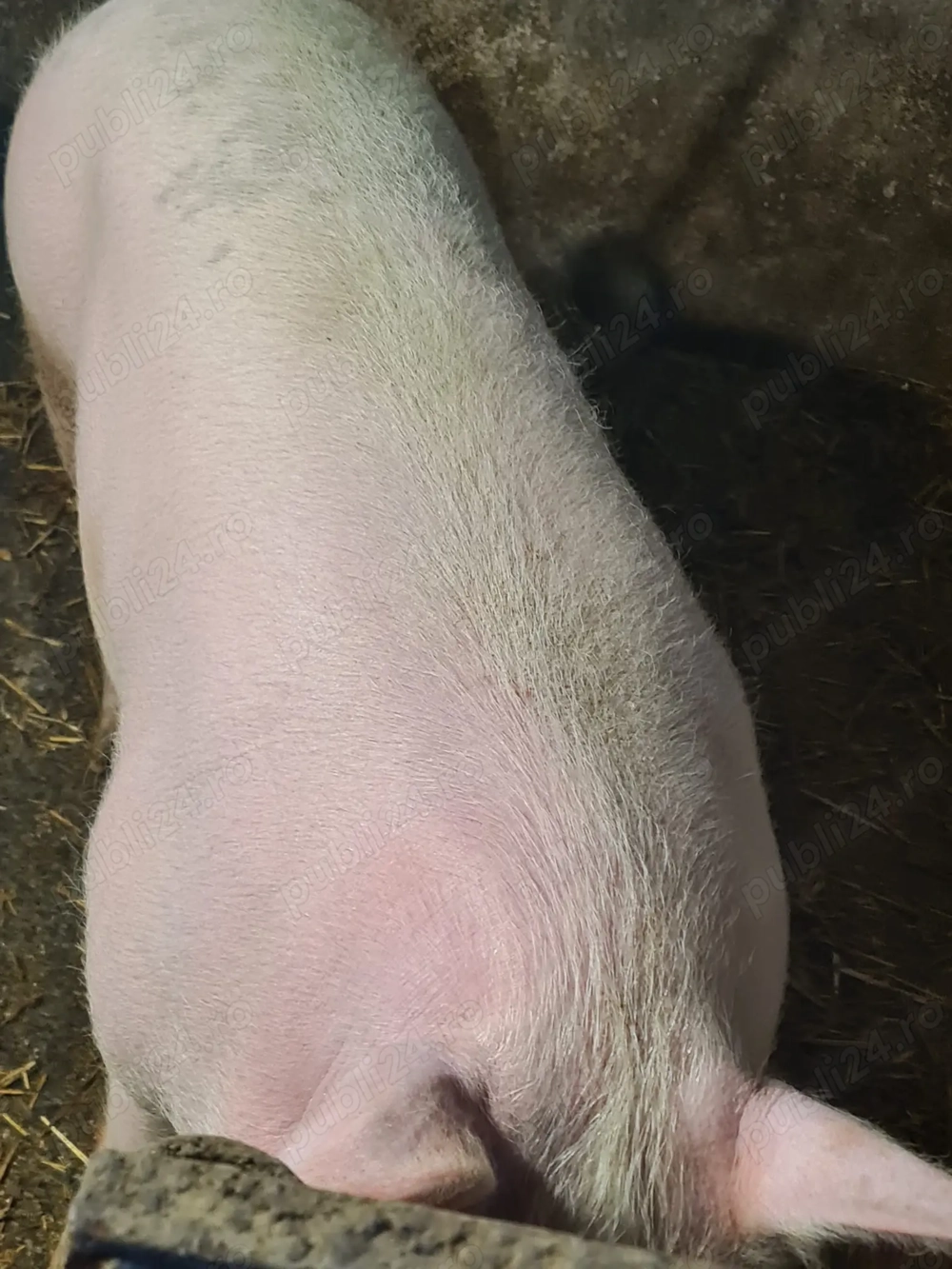 Vând porc de 150 de kg