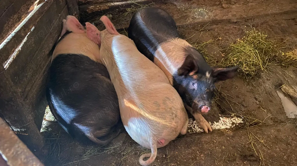 Vând porci de calitate 