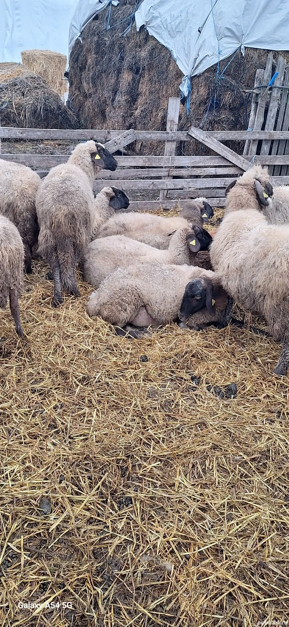 Oi de vânzare. Prețul este negociabil la telefon