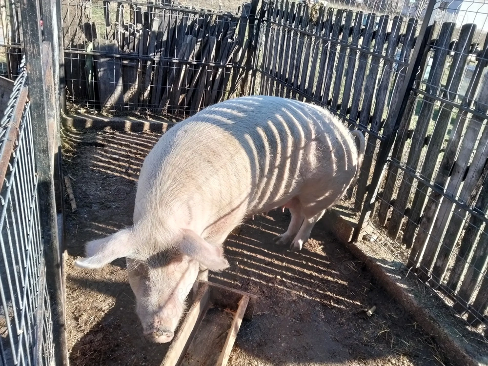 Vând porc de Craciun