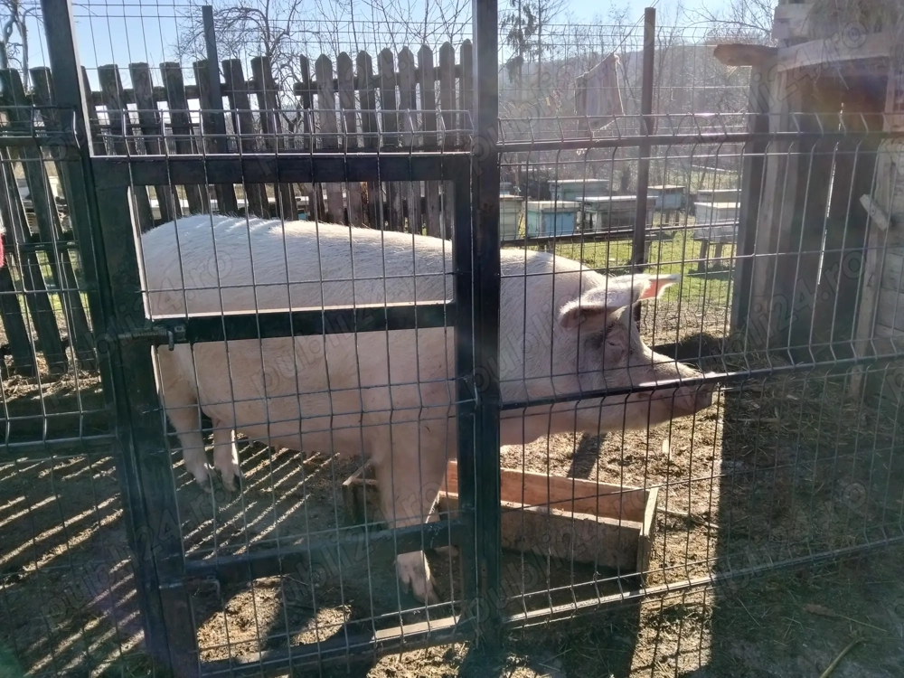 Vand porc se craciun