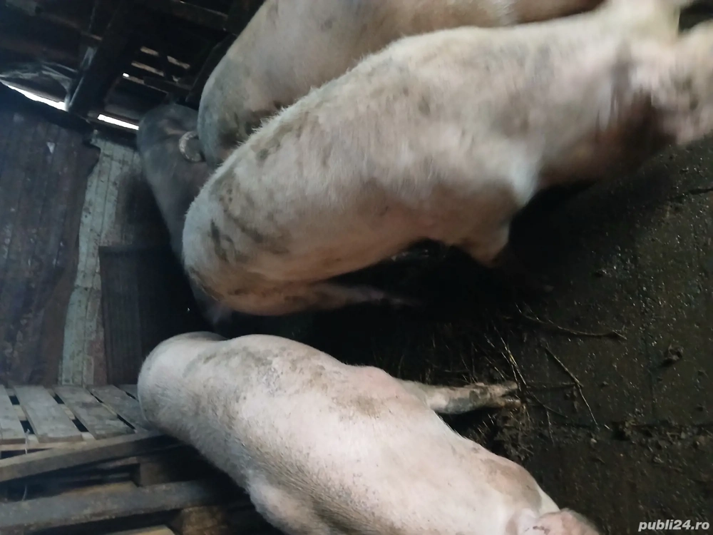 Dau porci pe mâncare sau vitei