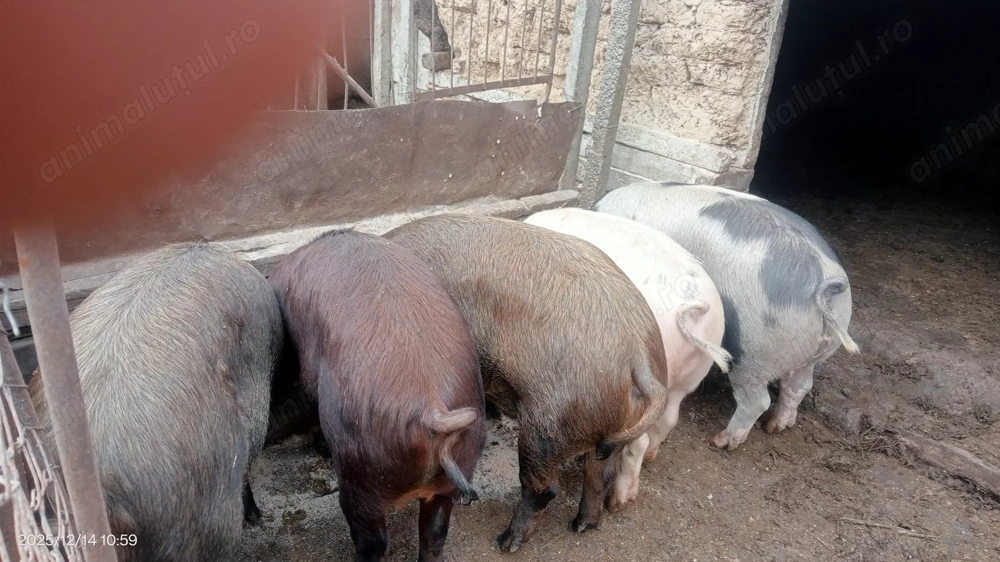 Vând porci de carne 