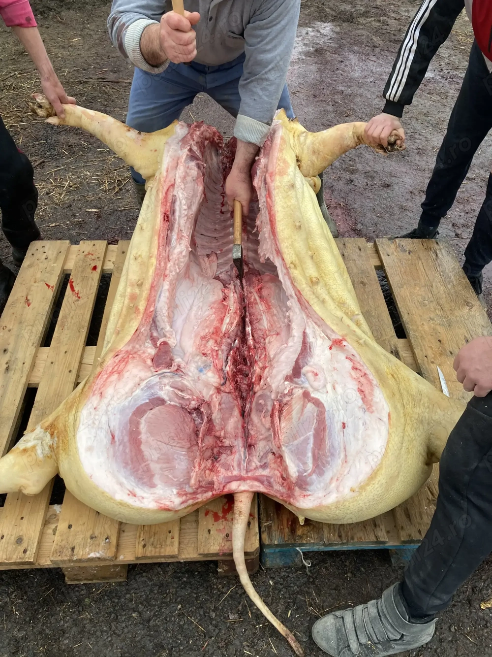 Carcasa porc. De țară 20 lei kg