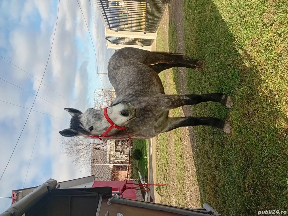 vând mânza în vârsta de 2 ani învațată