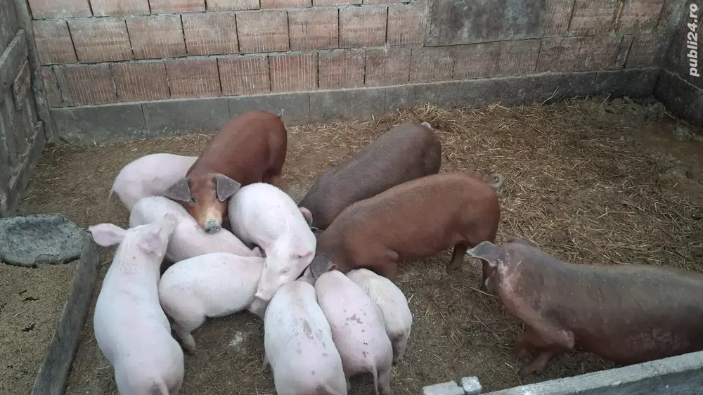 Vand purceii Duroc si marele alb cu petrean  