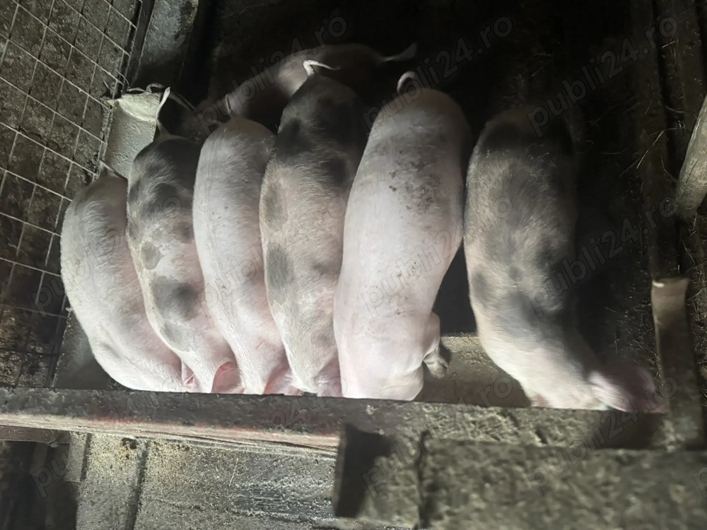 Purcei de 12 săptămâni ( în jur de 30 kg)