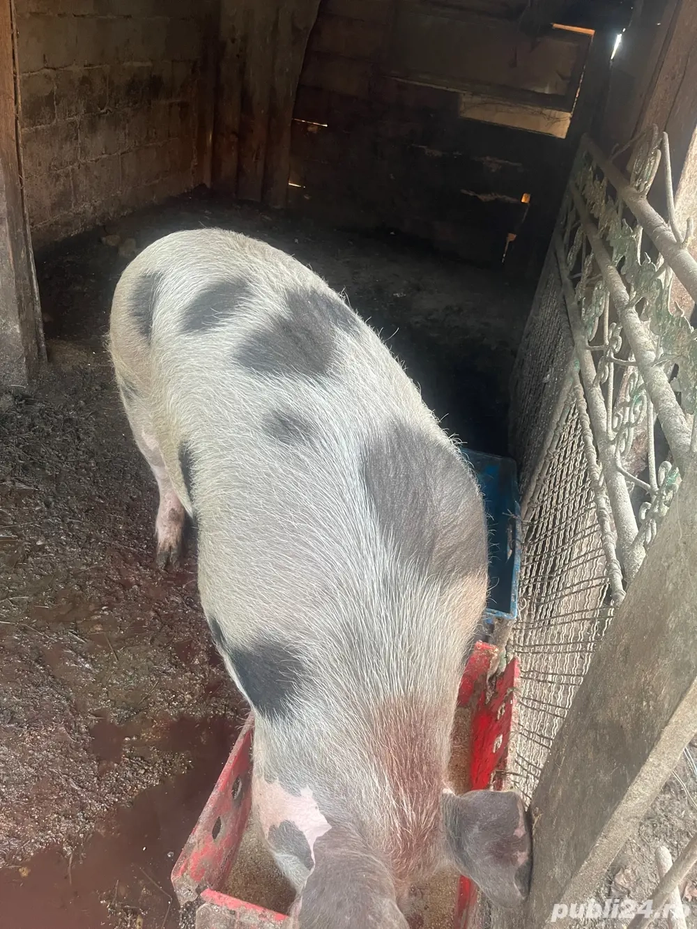 vand porc 130-140 de kg