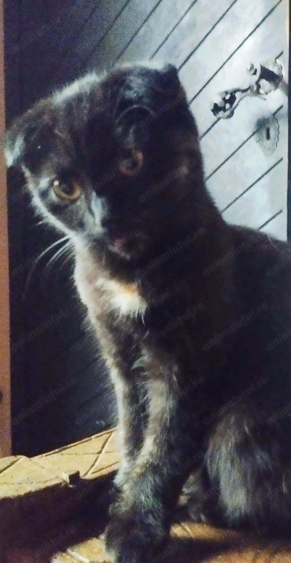 Fetita Scottish fold black cauta OM