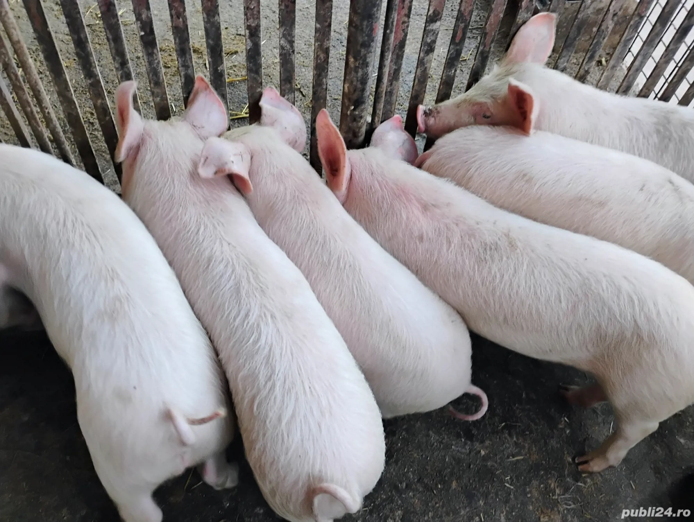 Vand Purceii Marele Alb cu Landrce si Pietrian