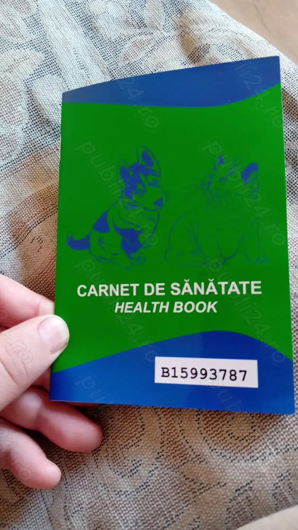 Cățelușe tekel 2 luni jumate