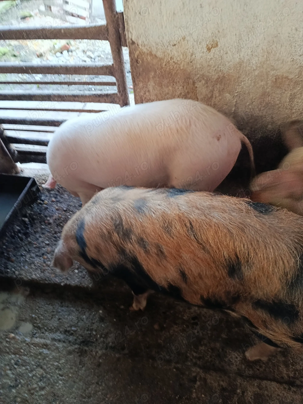 2 porci de vînzare 