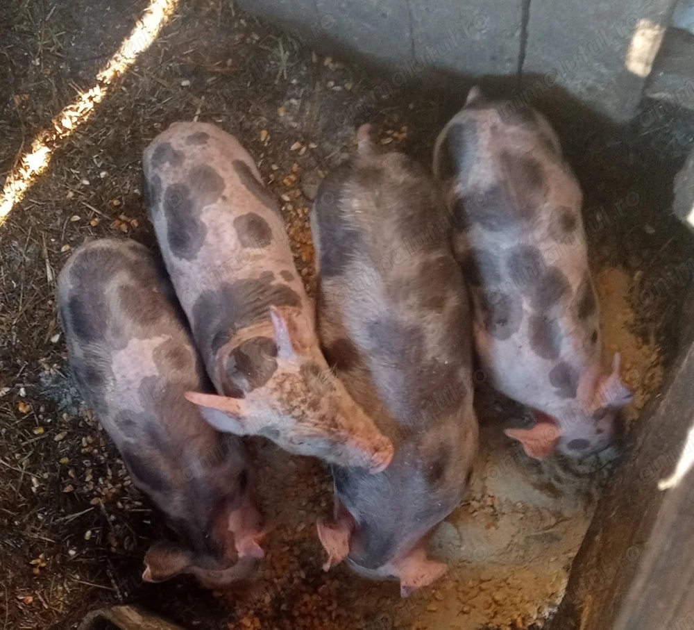 Vand purcei pietrain belgian 