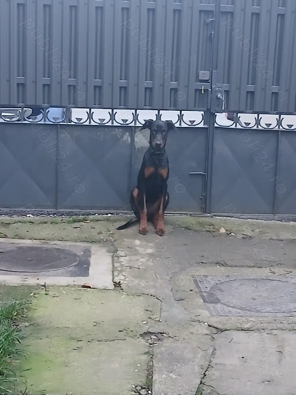 Doberman femela tanara