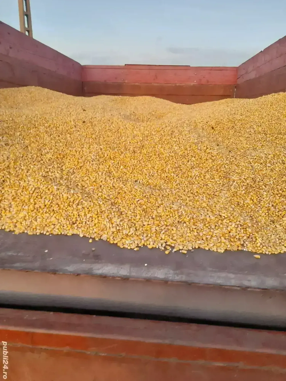 De vanzare grăunte pentru animale 0,80 de bani 