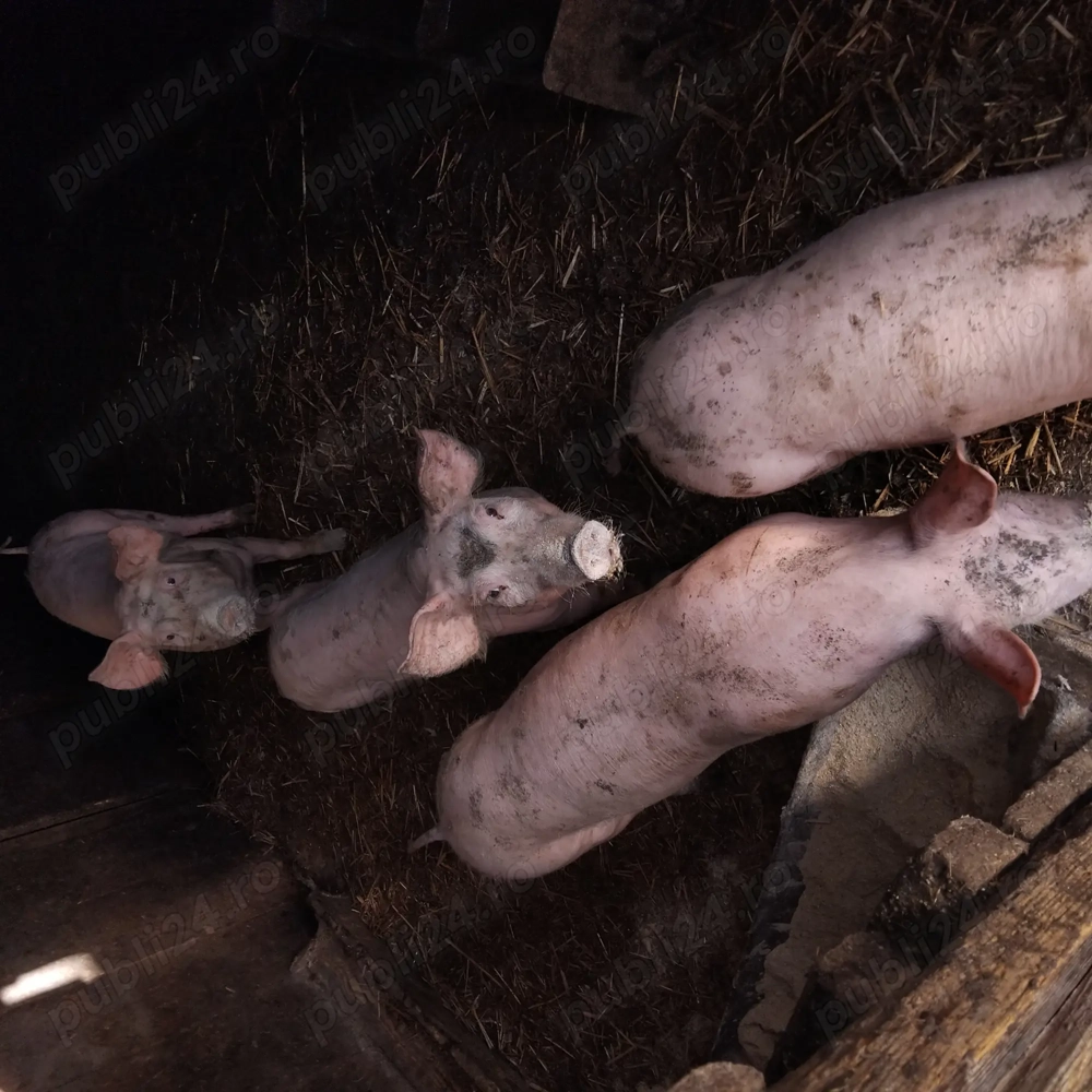 Purcei de vanzare 30-35 kg