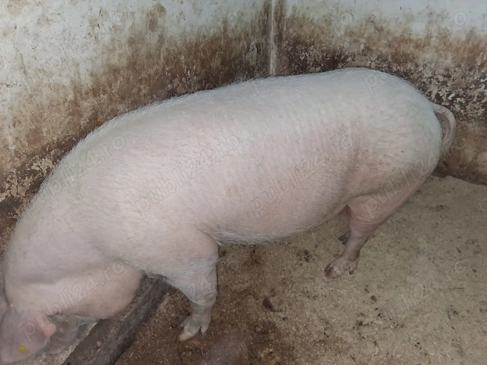 Vând SCROAFĂ în Cajvana jud.Suceava 