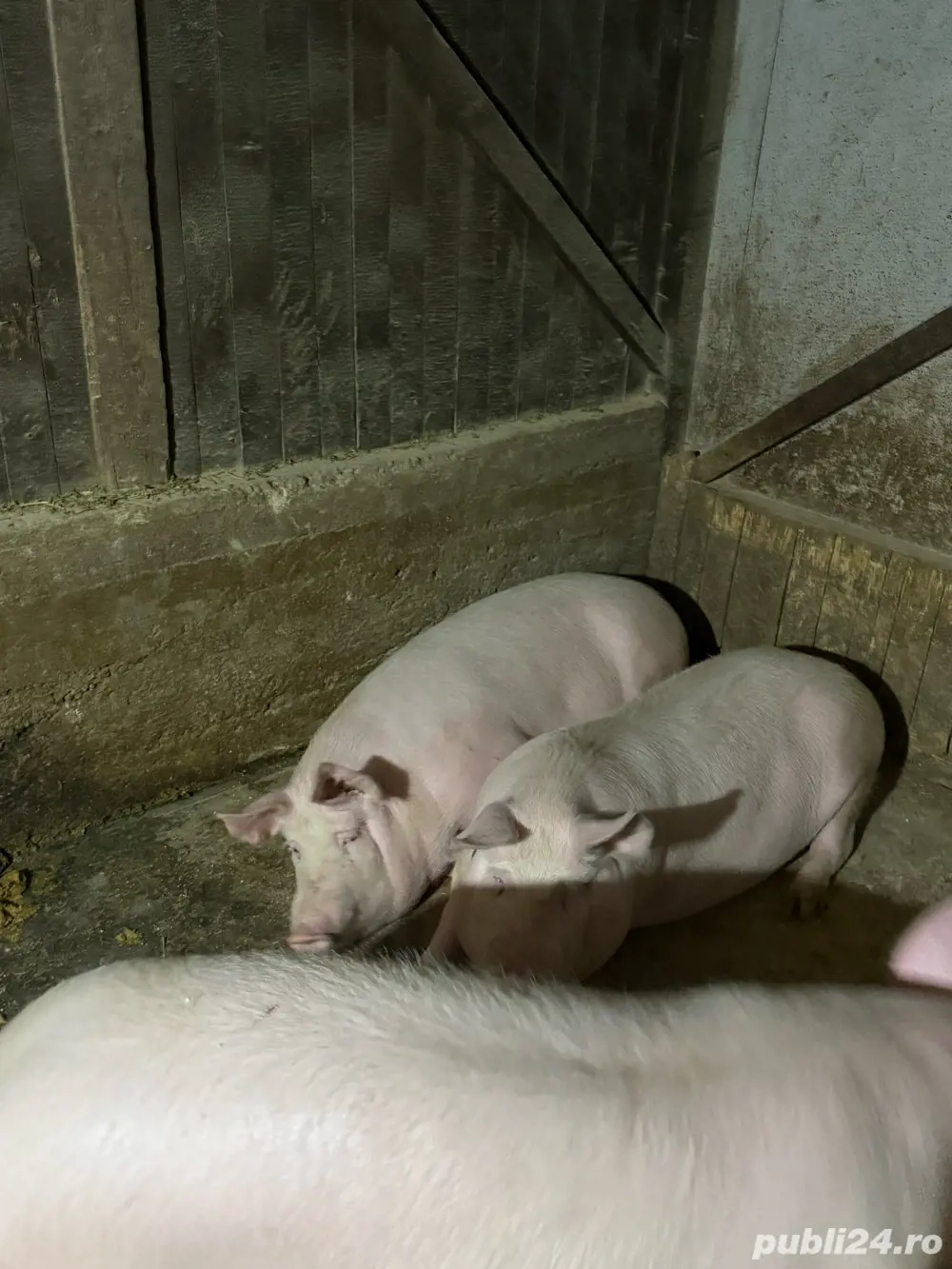 Vand porci de taiat pentru craciun, intre 90 si 150kg