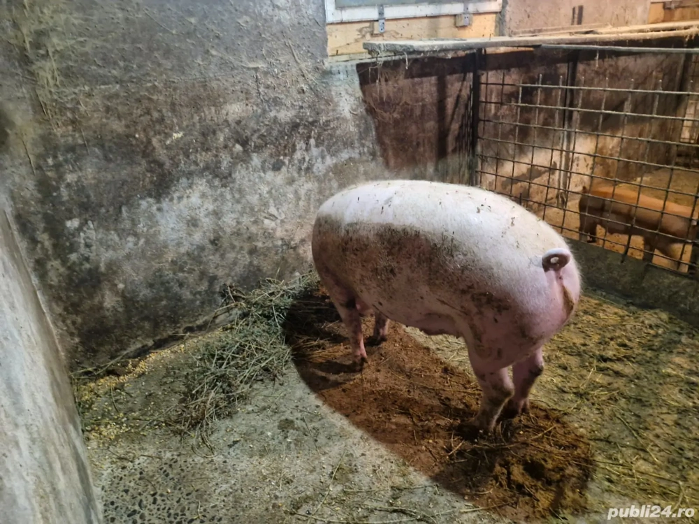 porc gras de vanzare