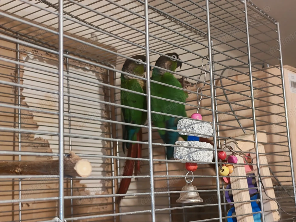 Conure Green Cheek   pasăre de companie, sănătoasă