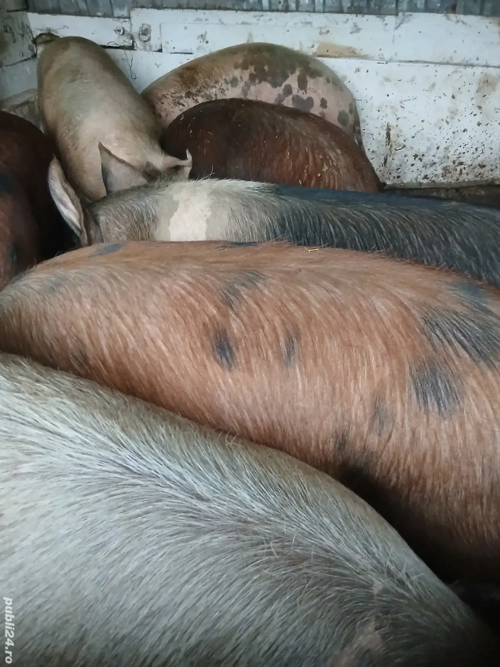 Porci de casa 150-210kg  11 roni kg