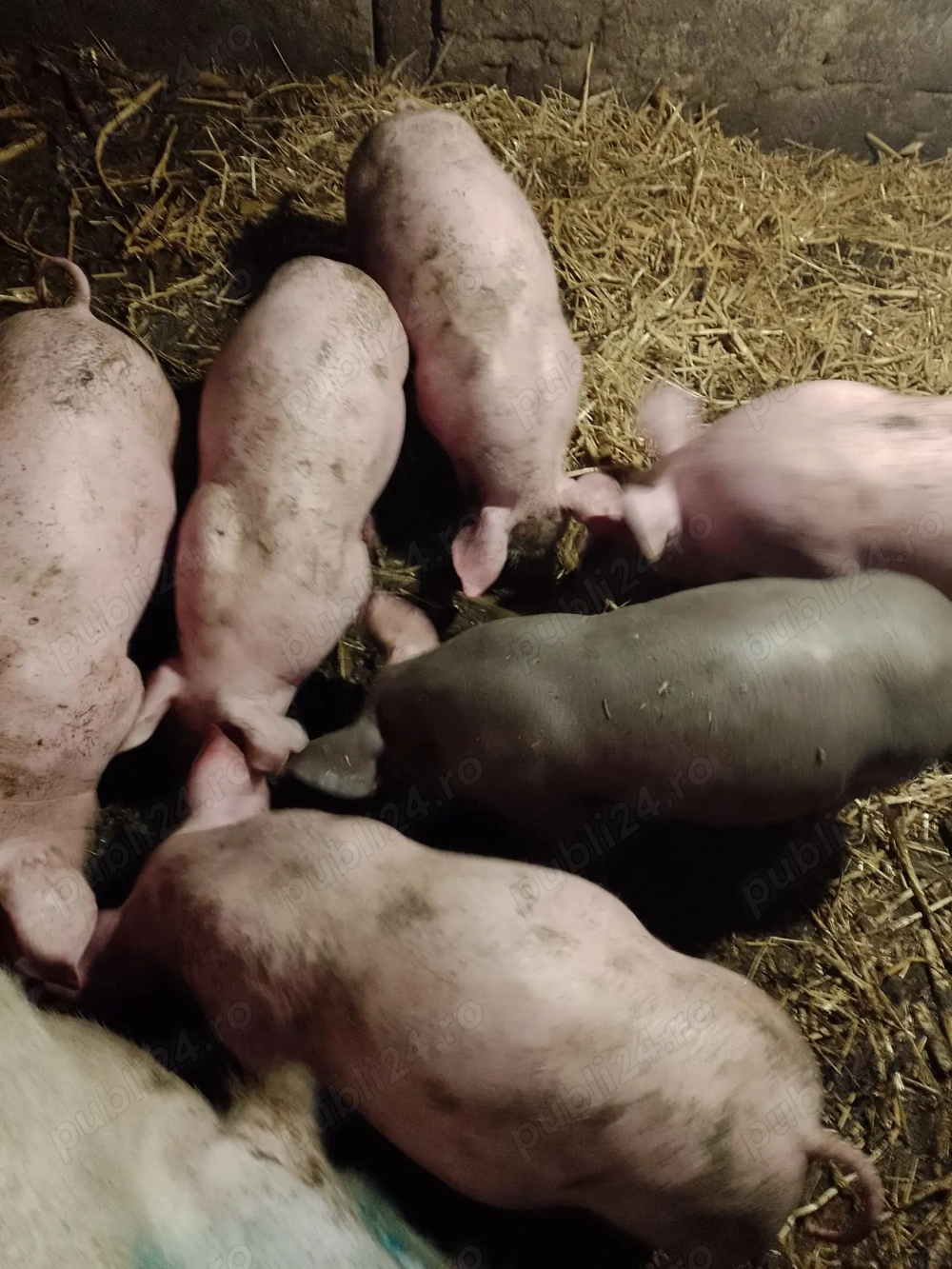 Purcei de vanzare teleorman frasinet