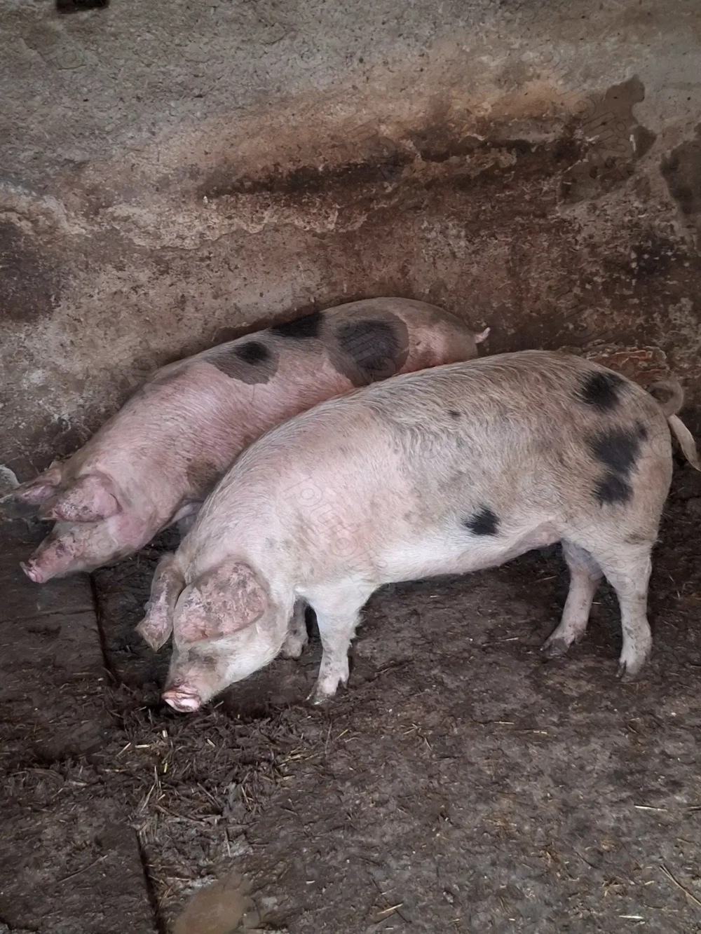 Porci crescuti natural