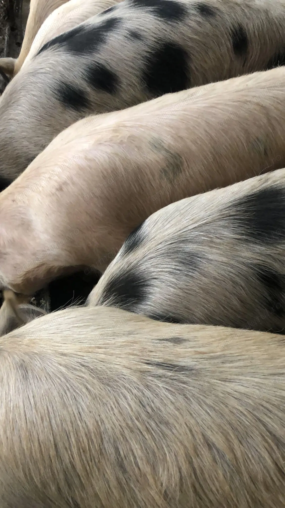 Vând porci de casă crescuți natural, fără concentrate industriale