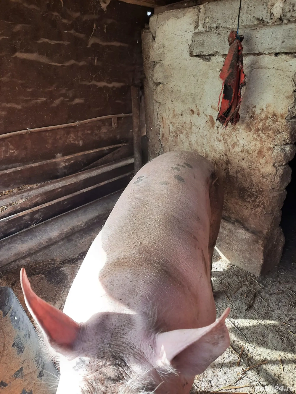 vând porc de țară crescut in gospodărie 