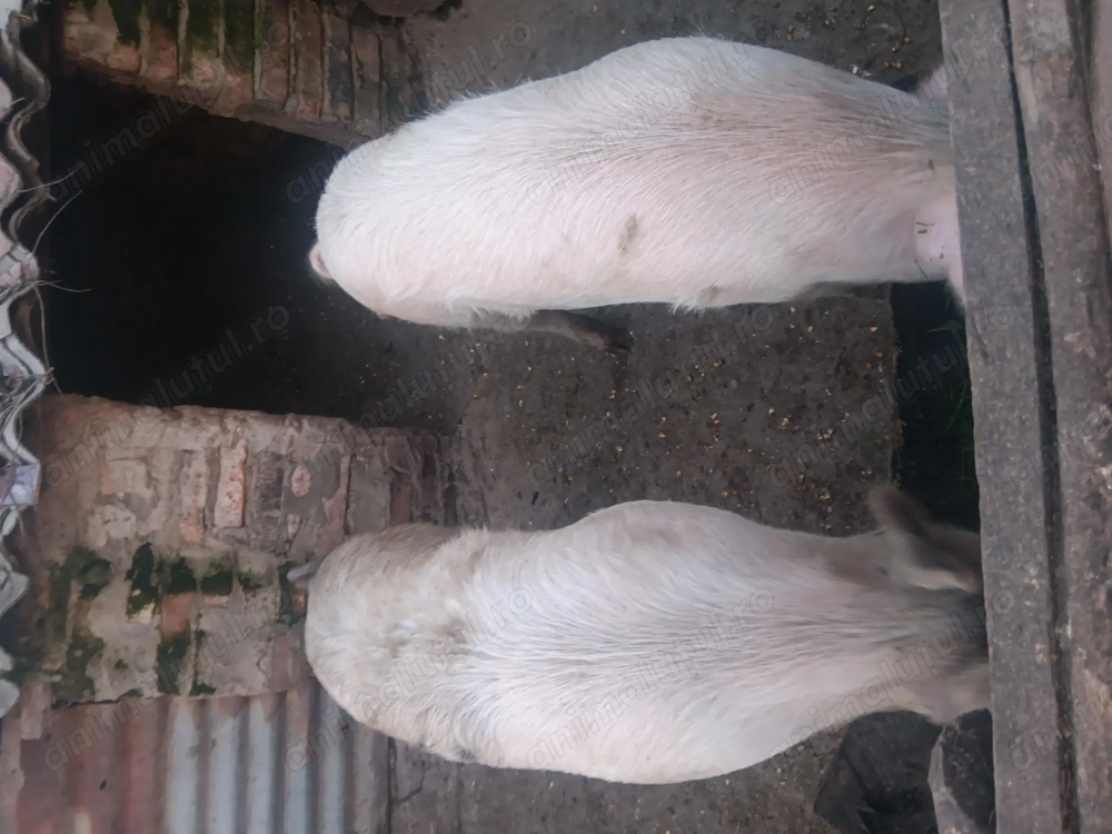 Vând porci de rasa marele alb