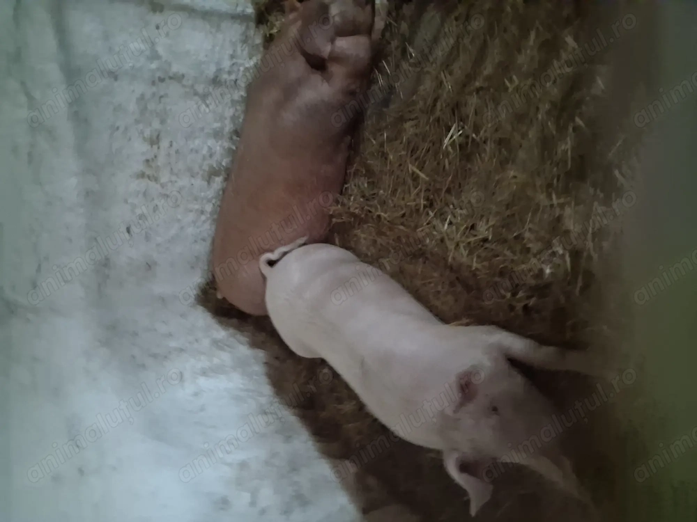 Vând porci crescuți în gospodărie proprie