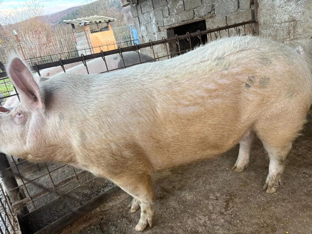 Porci crescuți natural
