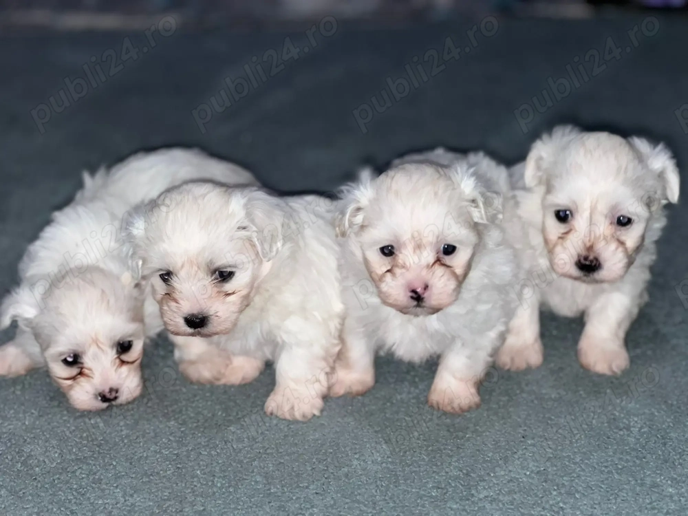  bichon maltez 7 saptamani 