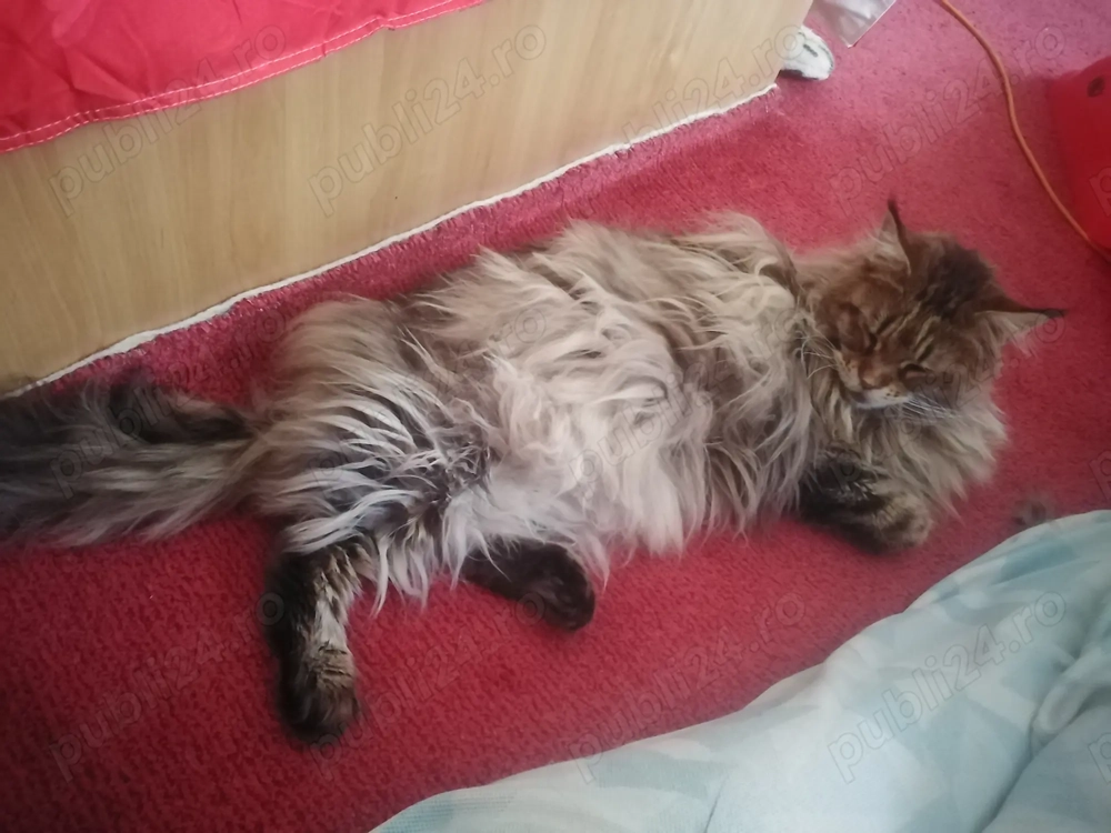 Gazduiesc animale de companie MICI si PISICI CASTRATE - pet sitter