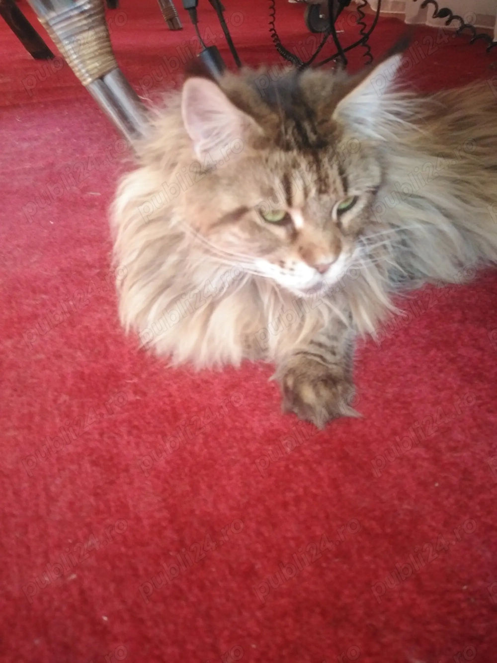 Cazare  PISICI MICI ptr ÎNVĂȚARE LA LITIERA - pet sitter cu experienta