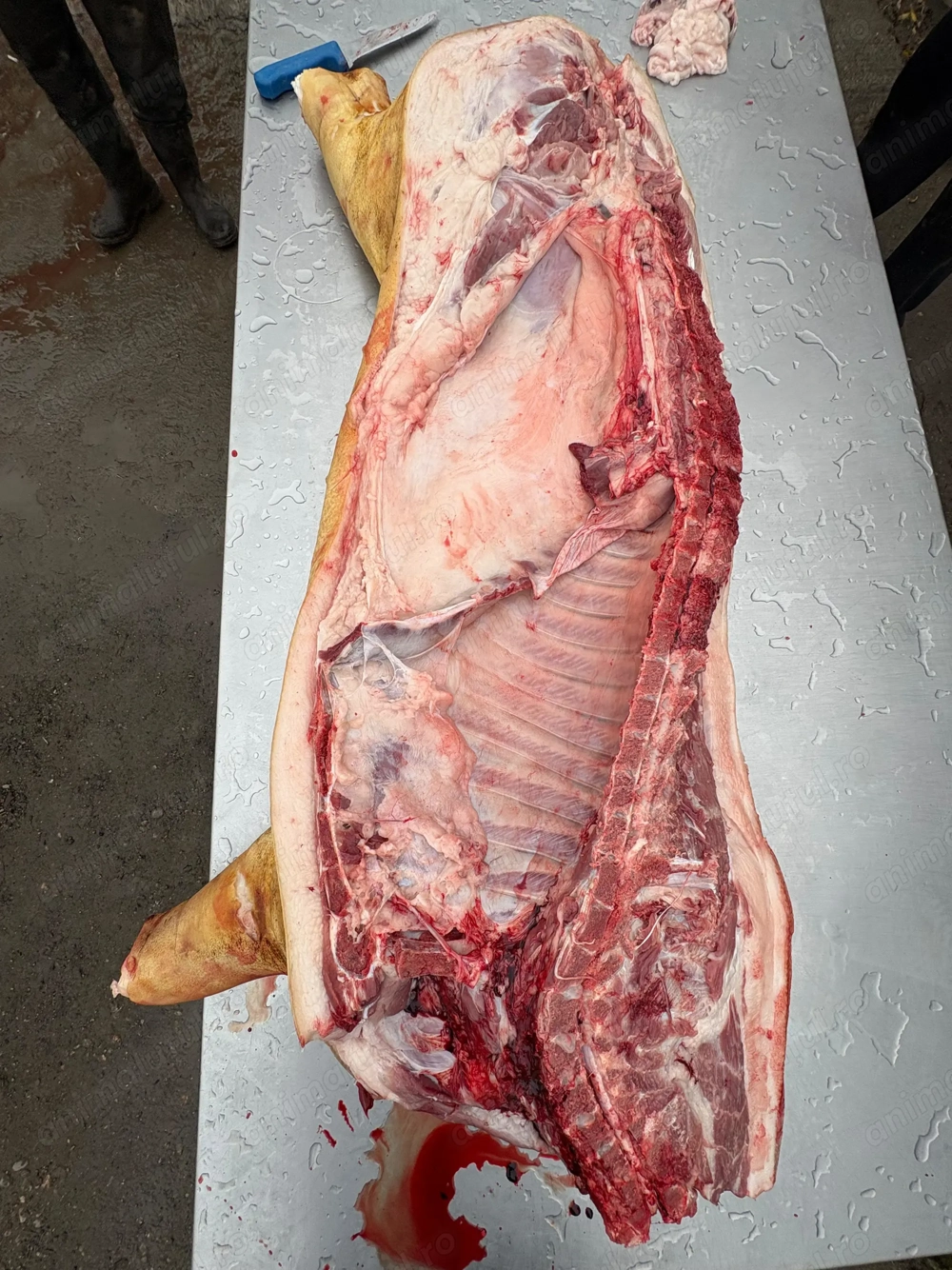 Porci ptr sacrificat ,sau carcasa 22 lei pe kg