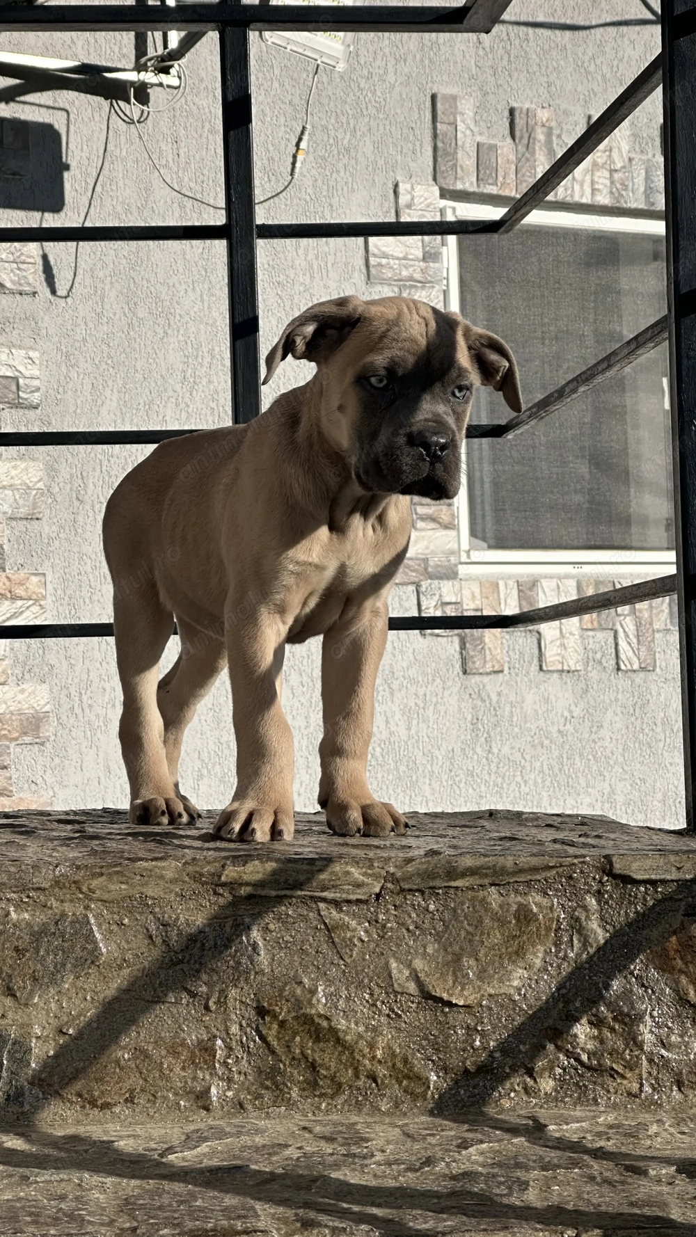 Pui cane corso cu pedigree