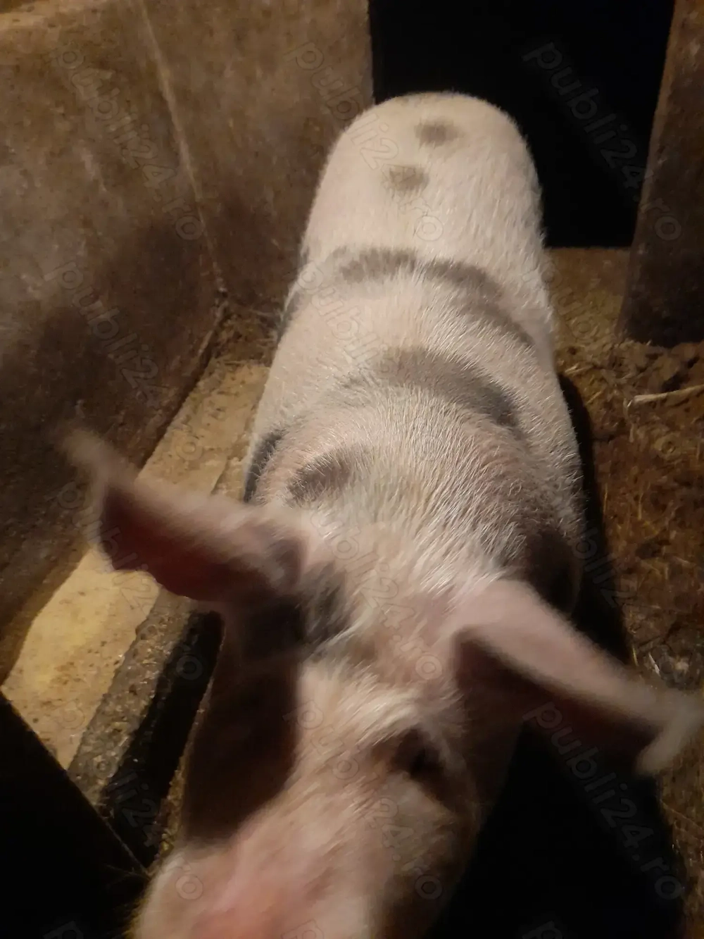 Porci de vânzare 