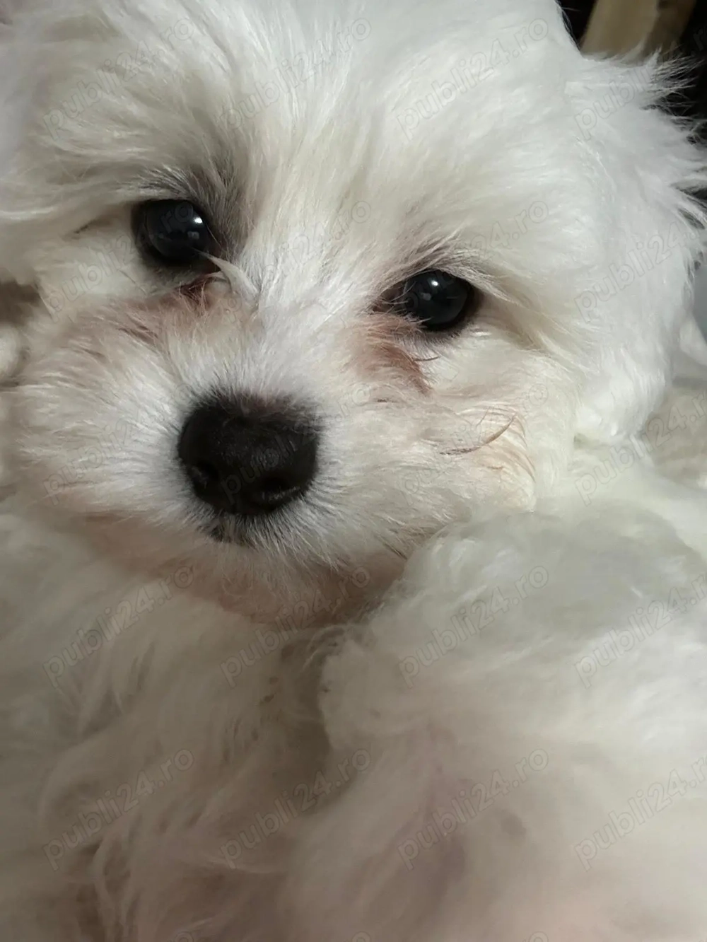 Fetită bichon maltez,mini toys. Mănâncă bobițe.