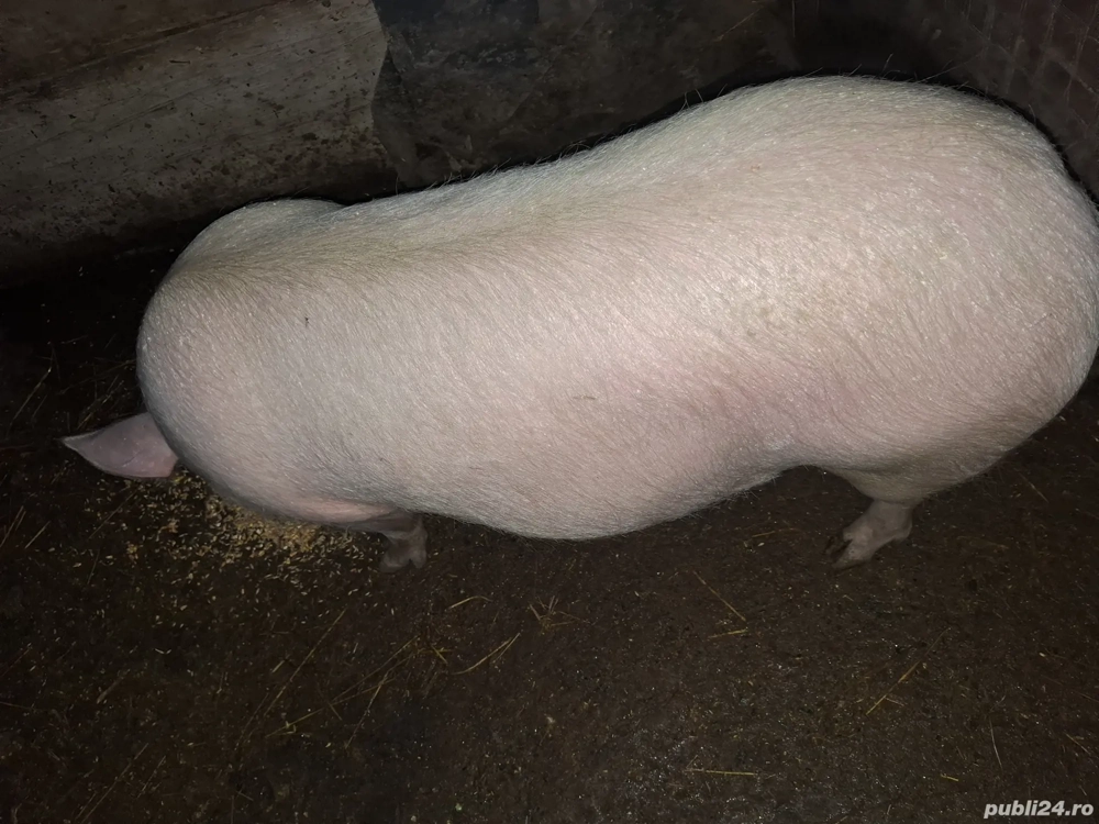 porci de vânzare 